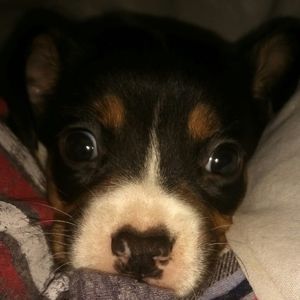 Meet your Posher, Tausha